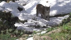 The Eurasian Lynx (Lynx Lynx)