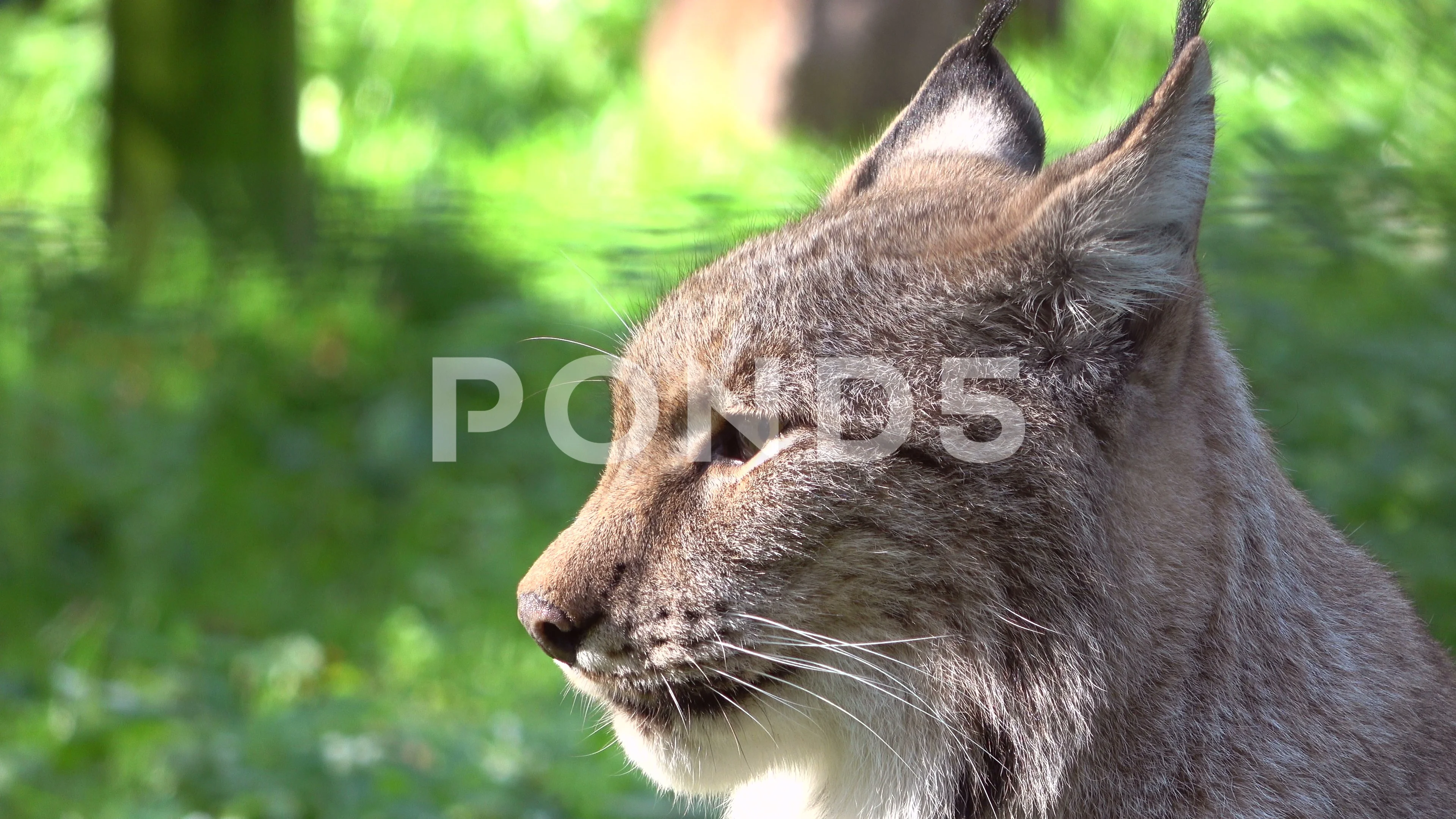 Lynx, lynxes, brush ears, Pinselohren, p... | Stock Video | Pond5