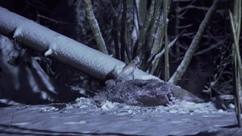 Lynx at night in a snowy forest during winter. A Eurasian lynx jumps. Stock Footage 265698532
