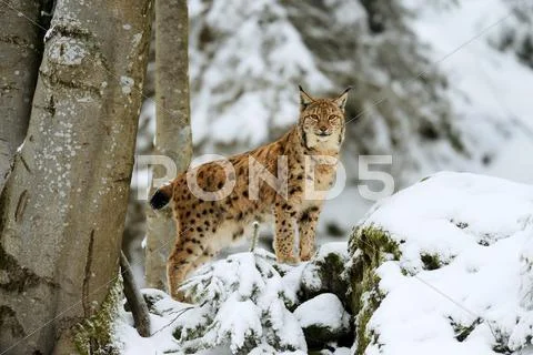 Lynx Or Northern Lynx Lynx Lynx Standing On Fresh Snow Covered Rock Animal