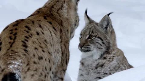 Lynx pair interact in snow at Bavarian Forest National Park during winter Stock Footage 325637557