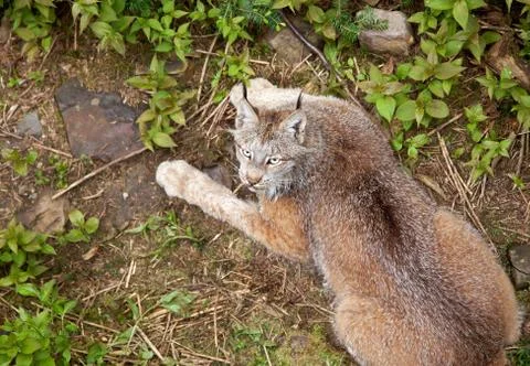 Lynx at the park Stock Photos