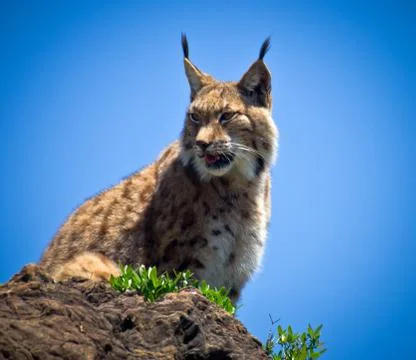 Lynx Stock Photos
