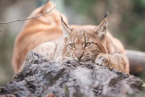 Lynx Foto stock