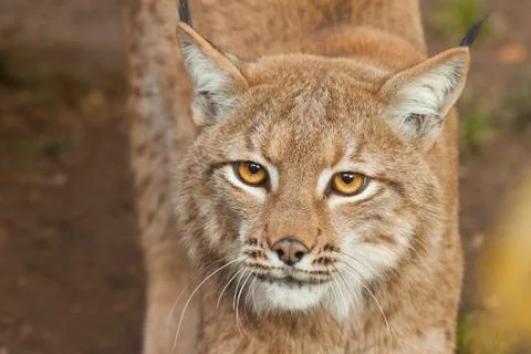 Lynx Stock Photos