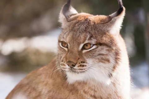 Lynx Stock Photos