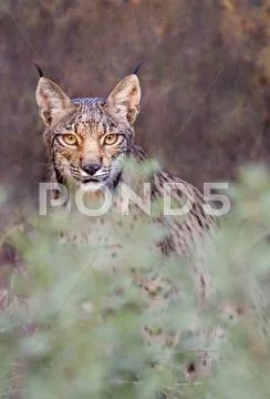 Lynx Stock Photos