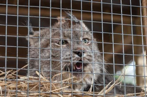 Lynx Stock Photos