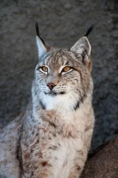 Lynx Stock Photos