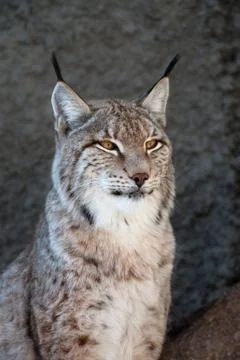 Lynx Stock Photos