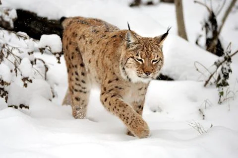Lynx Stock Photos