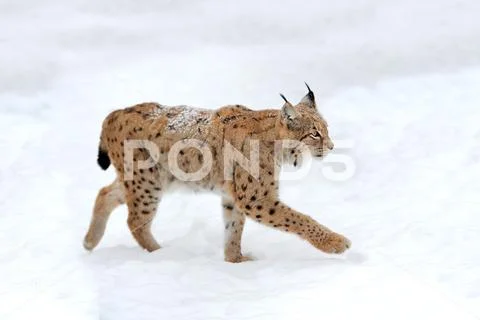 Lynx Stock Photos