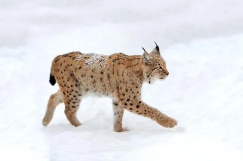 Lynx Stock Photos
