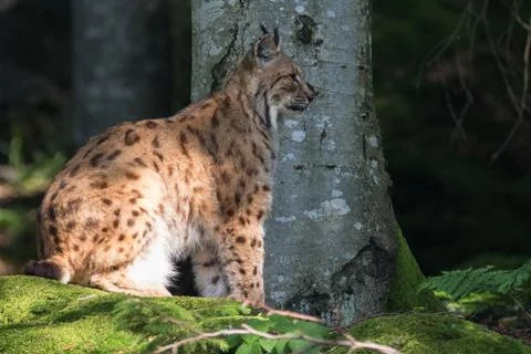 Lynx Stock Photos
