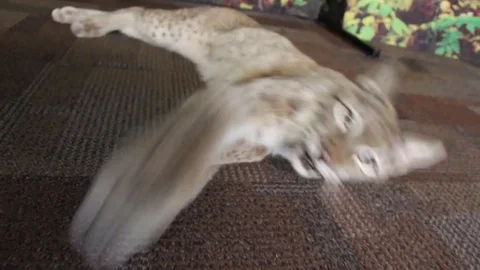 Lynx playing in front of Camera Stock Footage 81961556