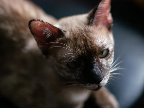 Lynx Point Siamese Cat with Stunning Blue-Green Eyes Looking Directly at Came Stock Photos