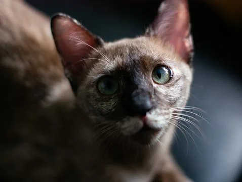 Lynx Point Siamese Cat with Stunning Blue-Green Eyes Looking Directly at Came Stock Photos