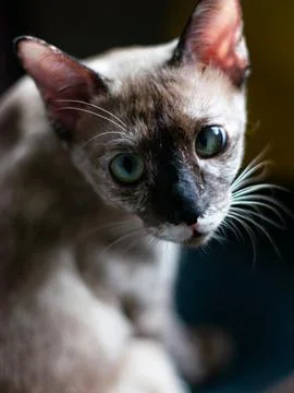 Lynx Point Siamese Cat with Stunning Blue-Green Eyes Looking Directly at Came 写真素材
