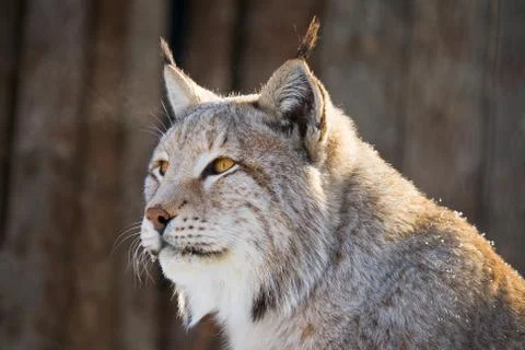 Lynx portrait Stock Photos