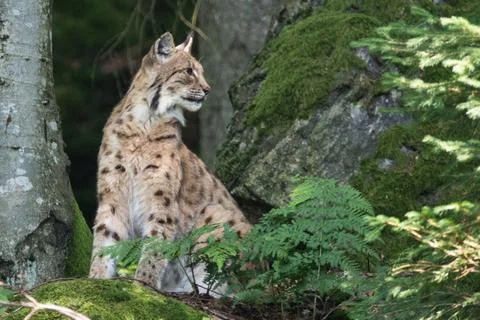 Lynx pose Stock Photos
