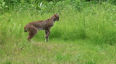 Lynx Pouncing on Prey in Alaskan Meadow 스톡 동영상 11677511
