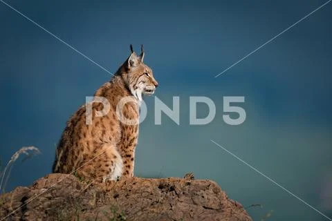 Lynx in profile on rock looking up Stock Photos