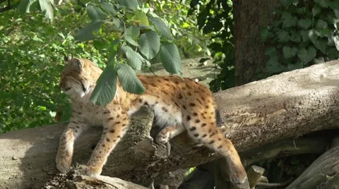 Lynx relaxing on tree branch Video stock 43812579