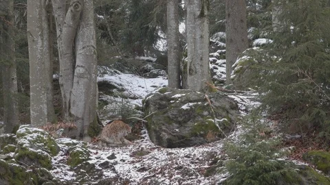 A lynx resting in the Bavarian Forest 库存影片 127556042