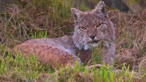 A lynx resting Stock Footage 274266912