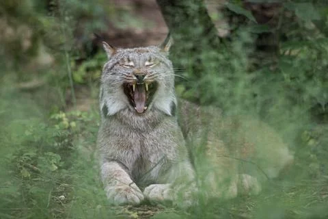 A lynx is resting in the forest Stock Photos