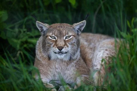 A lynx is resting in the forest Stock Photos