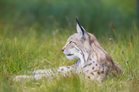 Lynx rests in the grass Stock Photos