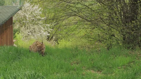 Lynx rests lying down and eats. Stock Footage 188310032