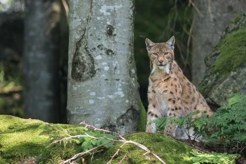 Lynx sat looking Foto stock