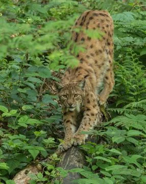 Lynx scratching claws Foto stock