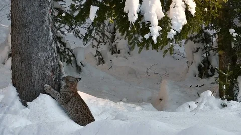 Lynx sharpening claws on bark of spruce tree in the snow in winter Stock Footage