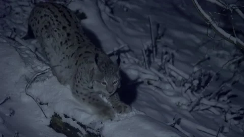 A lynx sharpens its claws against a tree in a snowy forest at night, in winter. Stock Footage 265684924