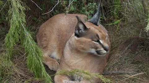 Lynx sitting on dry grass. Stock Footage 12208074