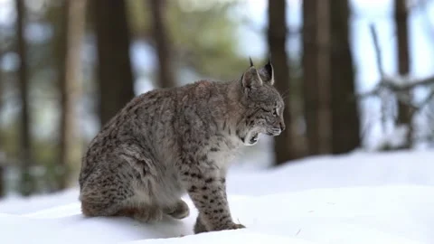 Lynx sitting sideways in the snow in the forest. He licks himself and then walks Stock Footage 225517585