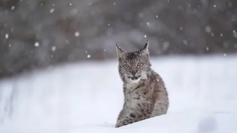 Lynx sitting in the snow in heavy snowfall. At the end coming frontally into the Stock Footage 225515847