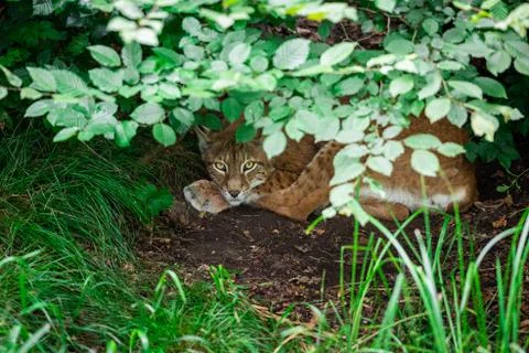 Lynx sleeping in the forest Stock Photos