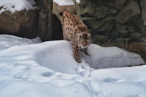 Lynx sneak through the snow Stock Photos