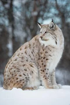 Lynx in the snow Stock Photos