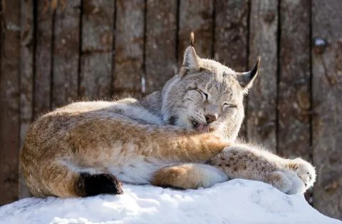 Lynx on snow Stock Photos