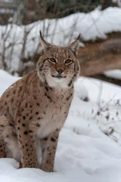 Lynx on the snow Stock Photos