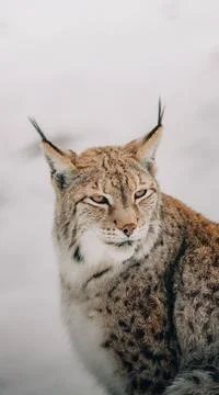 Lynx in the snow Stock Photos
