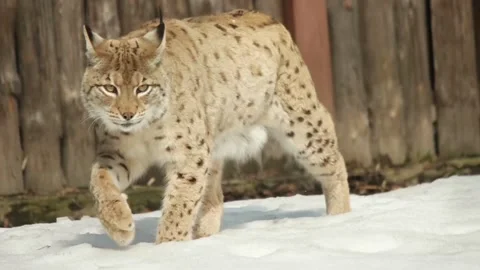 Lynx is the snow, slow motion Video stock 87902926