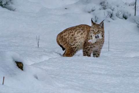 Lynx in the snow while looking at you with a mouse in mouth Stock Photos