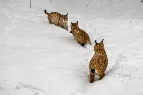 Lynx in the snow while looking at you Stock Photos
