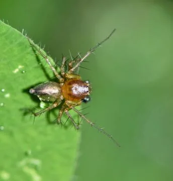 Lynx spider on a clover leaf. Foto stock